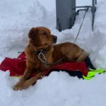 Kurs Hundestaffel_Feb 2026_8